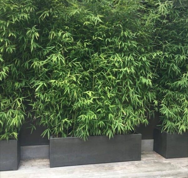 Pot Design en Ciment compressé - Idéal pour Bambous et autres Plantes - Kivu Innova (Bukavu)